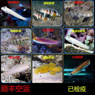 钻石哨兵黄金虾虎金头白虾虎四驱车贝拉金剪刀虾虎翻砂清理小丑鱼