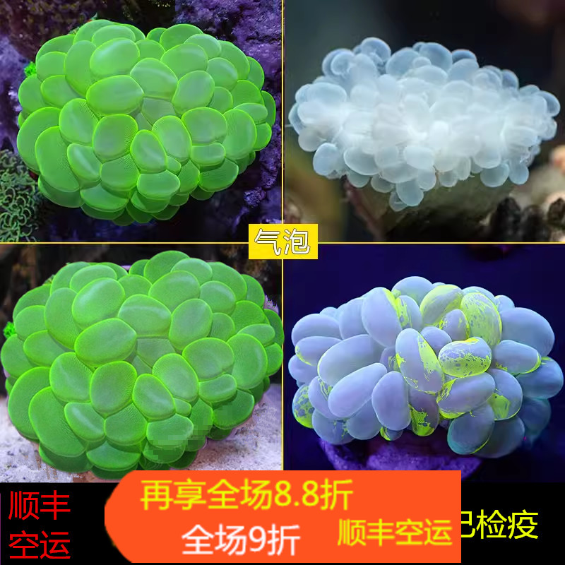 大气泡珊瑚LPS海水鱼缸生物