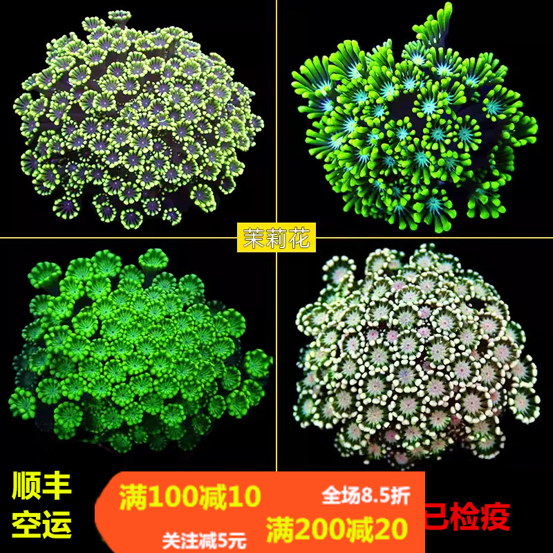 茉莉花活体珊瑚颜色漂亮容易养活