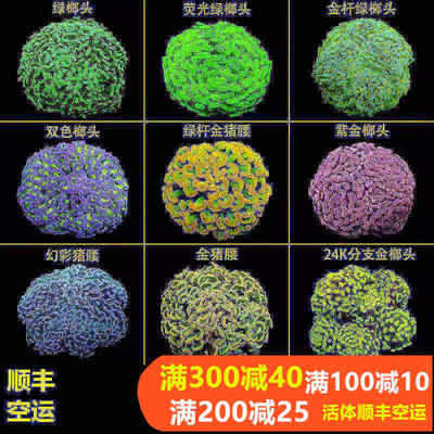 榔头珊瑚活物荧光绿双色紫玫瑰金