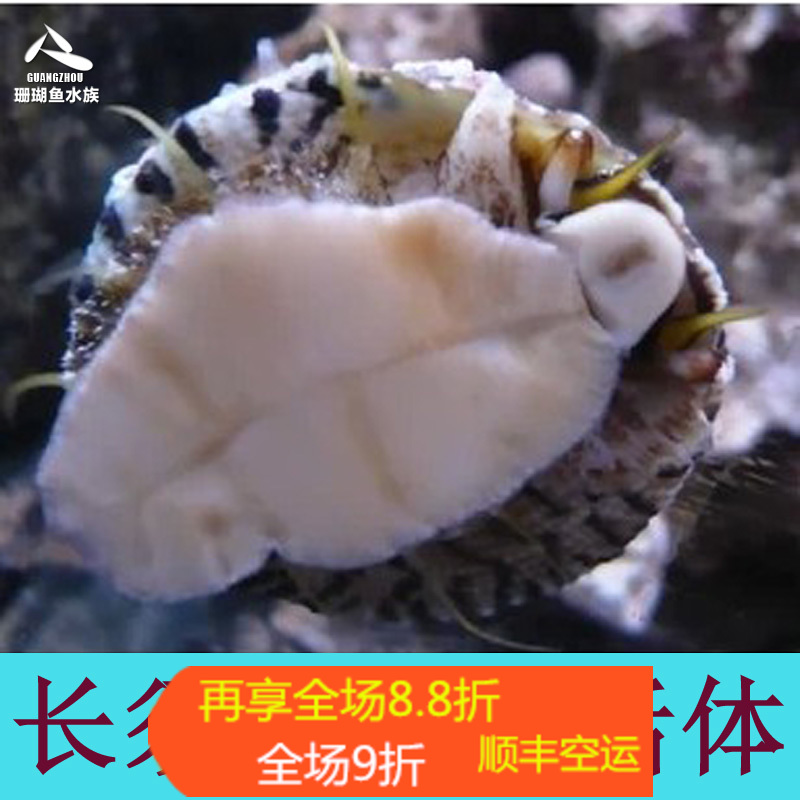 顺丰新款珊瑚鱼水族金环螺海猪