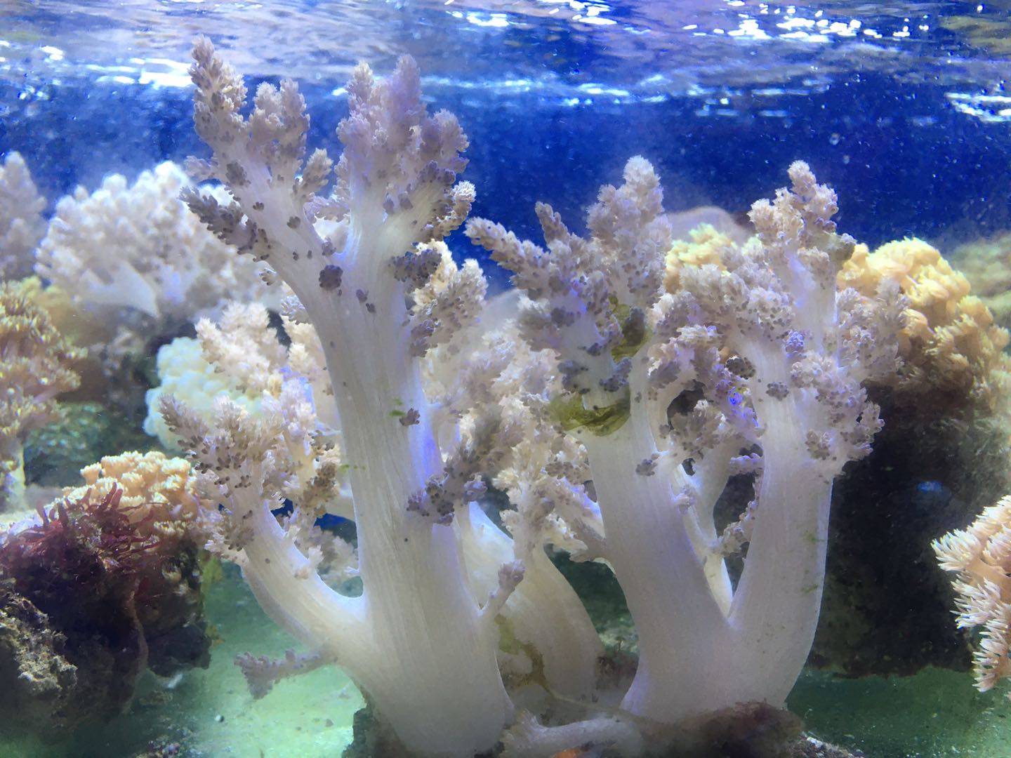 顺丰包活新款人工繁殖麦穗圣诞树珊瑚 软手指皮革活体软体珊瑚lps