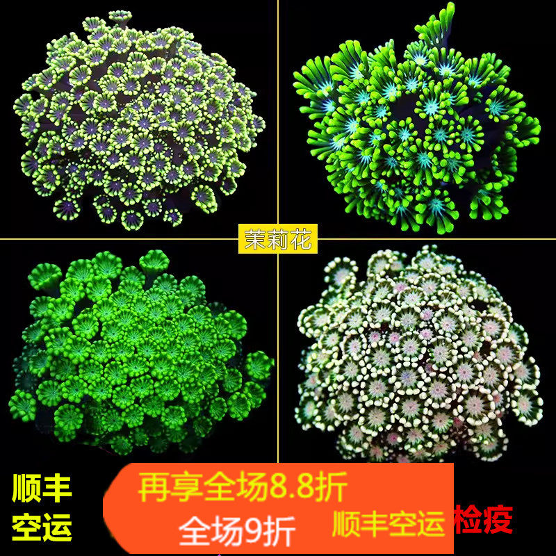 茉莉花活体珊瑚颜色漂亮容易养活