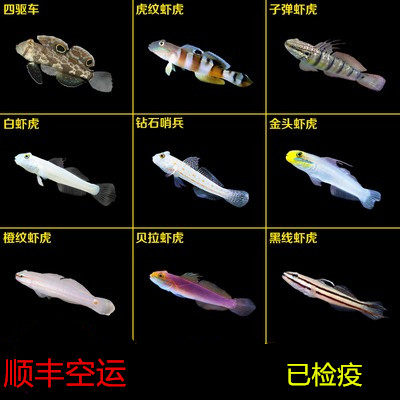 钻石哨兵白虾虎金头虾虎翻砂四驱车林哥虎纹双带大头清理海水鱼缸