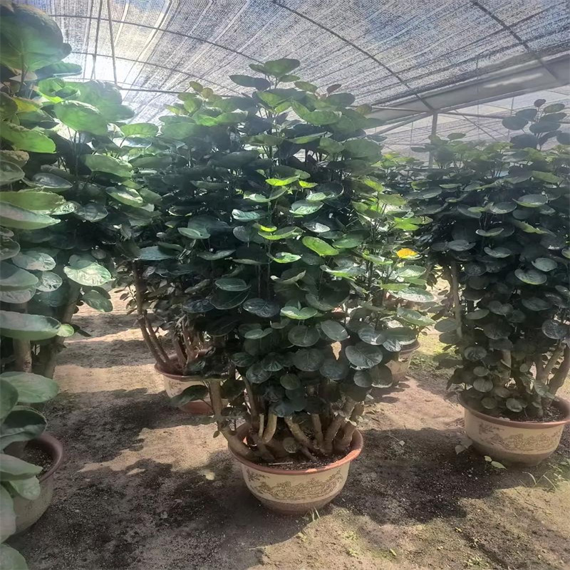 金钱树盆栽金钱兜树金钱桐福禄圆叶桐钱树钱多多发财树室内绿植