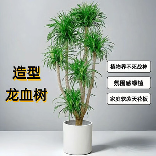 龙须树盆栽大型客厅多头绿植办公室内龙血树造型小苗带土老桩盆景