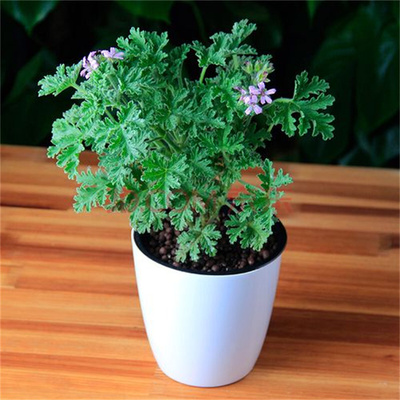 驱蚊草盆栽植物室外室内绿植祛蚊种籽子庭院香叶天竺葵开花防蚊虫