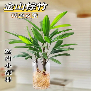 金山棕竹盆栽水培绿植物小叶米竹室内客厅大型招财旺宅富贵竹水竹