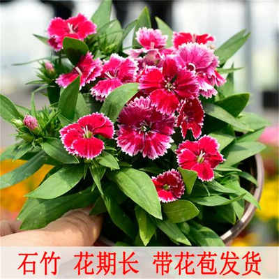 五彩石竹花苗耐寒耐热蜜桃派石竹盆栽易活庭院带花苞开花不断四季