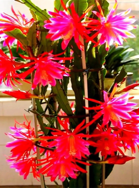 东北小粉色令箭荷花大苗多肉重瓣带花苞仙人剑昙花原盆栽带根开花