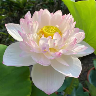 池塘大型观赏荷花藕苗水培植物食用藕种根盆栽水养花卉莲花苗莲藕