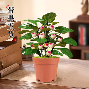 小盼菩提绿植盆栽带果子盆景菩提树陶瓷花盆中式禅意桌面摆件好养