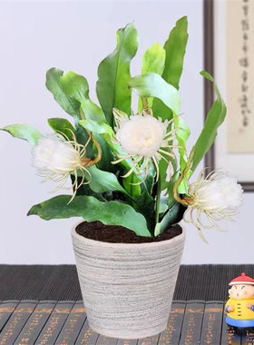 昙花盆栽室内阳台植物昙花苗盆景昙花一现绿植花卉大花浓香可食用