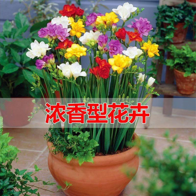 四季开花重瓣香雪兰种球盆栽室内外阳台花卉麦兰小苍兰花期室外