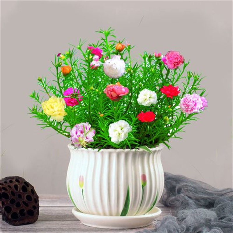 重瓣太阳花苗混色带根带土带花苞盆栽进口多色宿根枝条大花庭院图片
