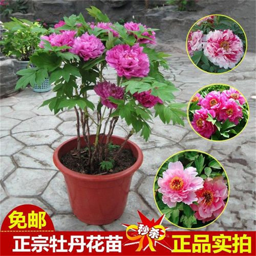牡丹花树苗盆栽大苗洛阳正宗带花苞牡丹花种四季重瓣花卉牡丹花苗