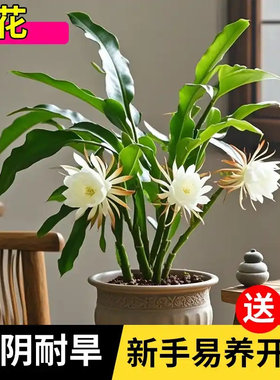 昙花盆栽室内阳台植物昙花苗盆景昙花一现绿植花卉大花浓香可食用