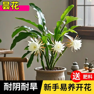昙花盆栽室内阳台植物昙花苗盆景昙花一现绿植花卉大花浓香可食用