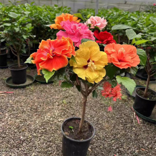 精品丹麦木槿花阳台庭院盆栽重瓣朱槿大花扶桑带花苞桑叶牡丹花卉