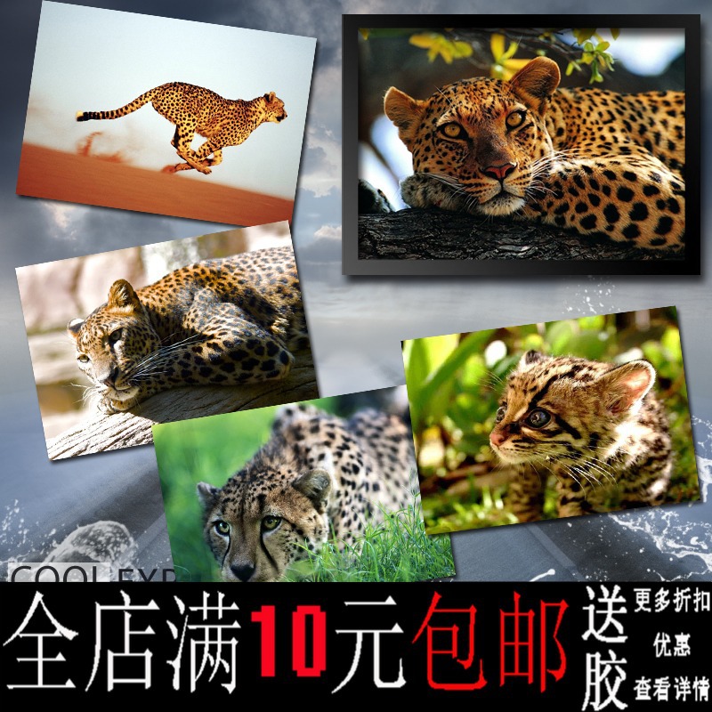 画之佳包邮豹猎豹金钱豹野生动物海报书房客厅装饰画牛皮纸相框挂图片