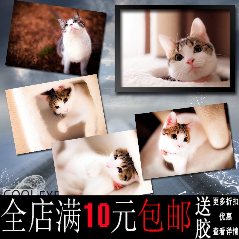 画之佳喵星人猫咪宠物海报客厅书房装饰画牛皮纸相框相片纸挂画墙图片