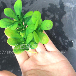 鱼缸造景塑料仿真水草植物摆件内景假小水草景观装饰物颜色随机