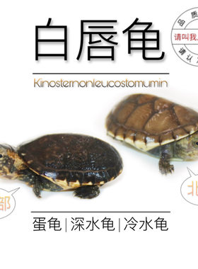 八戒姐姐白唇龟泥龟深水乌龟活物