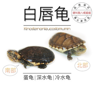 八戒姐姐二号店白唇龟泥龟南部白唇北部蛋龟深水龟观赏龟乌龟宠物