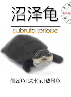 八戒姐姐二店沼泽侧颈龟苗活物
