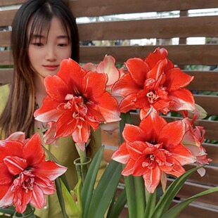 国产朱顶红进口品种新鲜种球双梦鬼魅阿弗雷安吉拉重瓣种球大种球