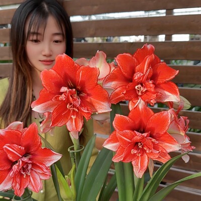 天天朱顶红进口和国产品种朱顶红