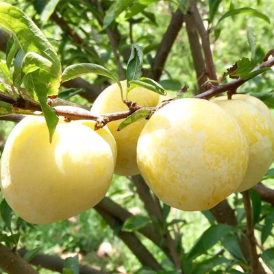 早熟晚熟三华李黄金嫁接黄金奈李
