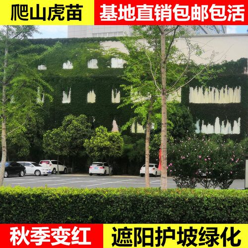 爬山虎植物四季树苗盆栽户外