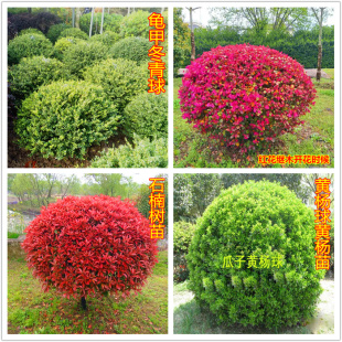 红花继木球红叶石楠球树苗瓜子小叶黄杨球树苗龟甲冬青球