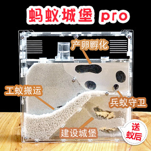 新款 蚂蚁工坊生态蚁巢蚂蚁城堡弓背蚁后亚克力沙巢沙堡家园宠物蚁