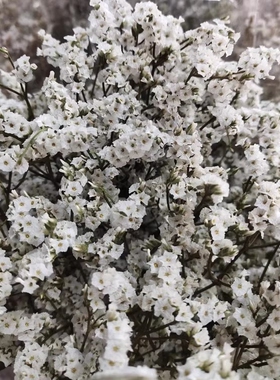 永生花水晶草干花永生花水晶草花艺造型花束插花花材港澳台马境外