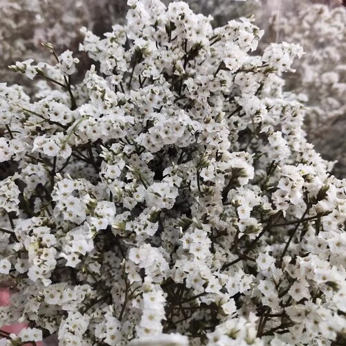 永生花水晶草干花永生花水晶草花艺造型花束插花花材港澳台马境外