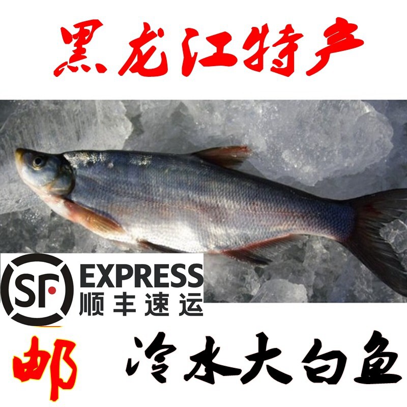 黑龙江特产 冷水大白鱼岛子鱼冬捕开江鱼翘嘴鱼