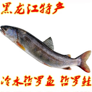 冷水哲罗鱼 哲罗三花五罗开江冬捕东北黑龙江冷水养殖鱼 细鳞鱼