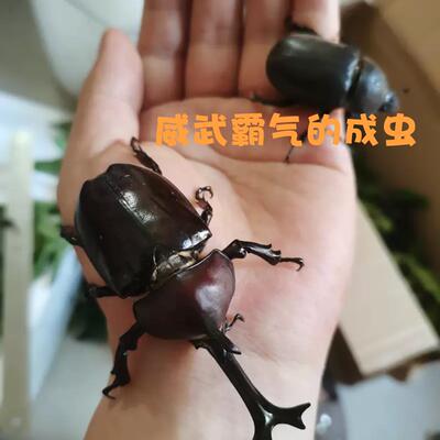 独角仙成虫活体甲虫爬宠网红宠物锹甲超大适合新手好养易活无毒