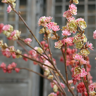 洛嘉手感软胶玉蝶梅仿真花假花绿植花艺家居装饰摆件礼物拍摄道具