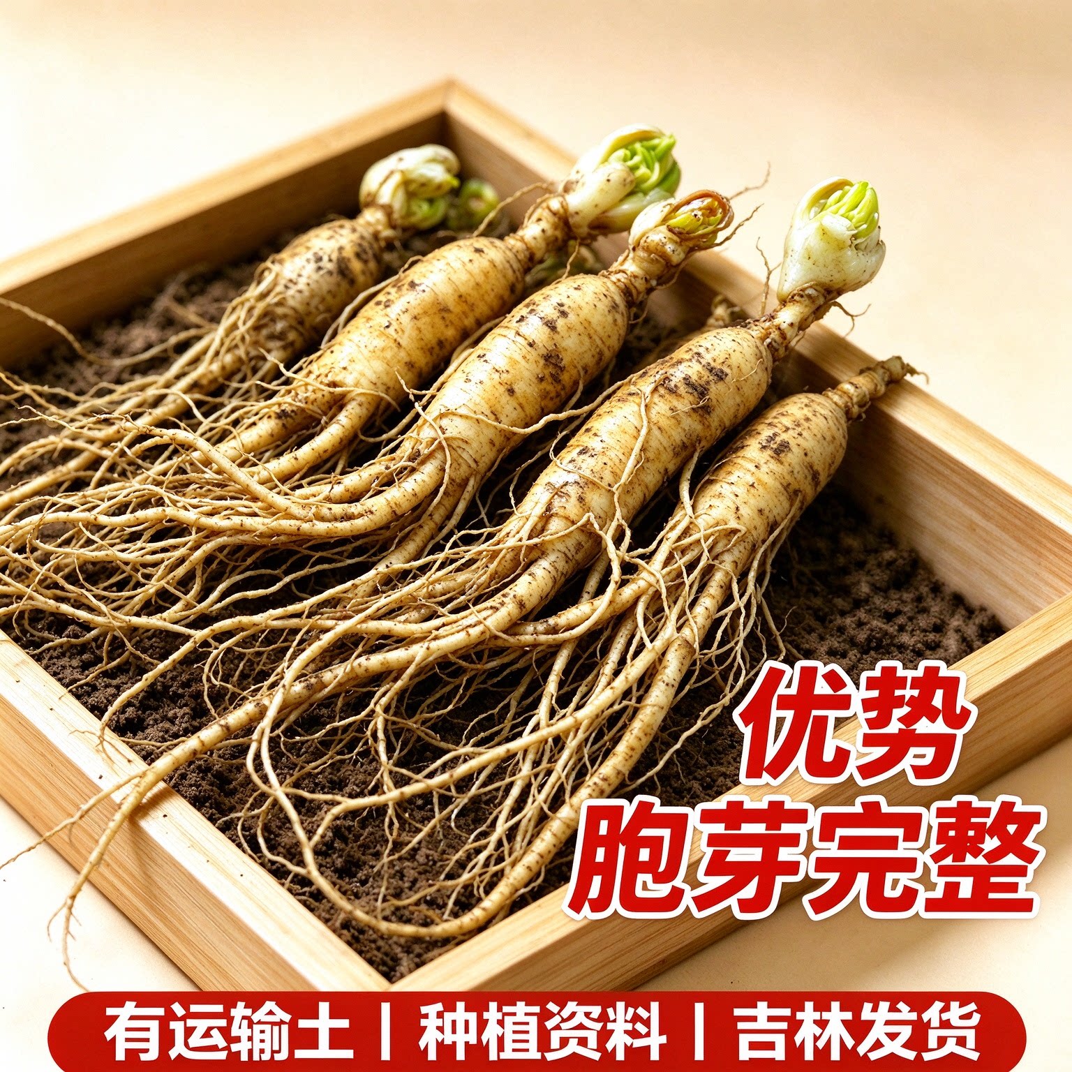 3年长白山人参大苗耐活带芽孢正宗人参盆栽种植高成活率新手小白