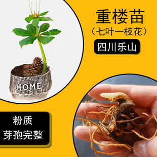 四川重楼苗盆栽乐山七叶一枝花种植粉质种子球云南中药材遮荫正宗