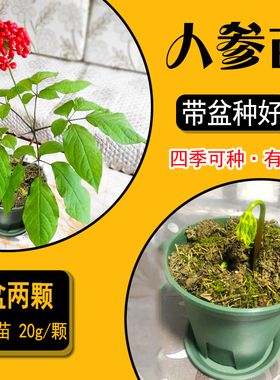 【带盆种好】长白山人参苗2支种植园参好养大苗东北特产盆栽种子