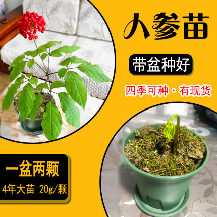 【带盆种好】长白山人参苗2支种植园参好养大苗东北特产盆栽种子