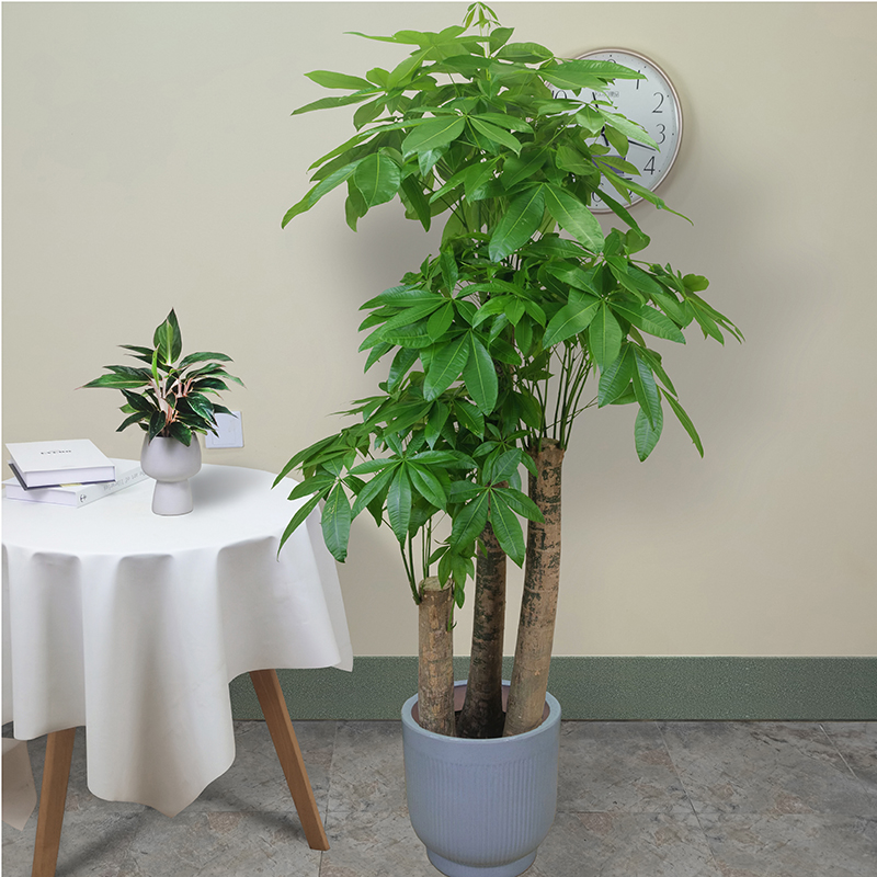 发财树好养开业办公室发财树绿植