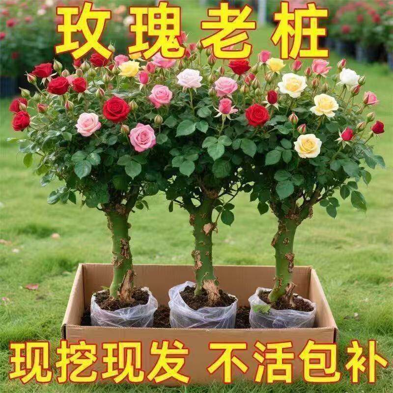 特色花卉鲜花花苗基地直发批发红玫瑰老桩批发鲜花园植物特色花卉图片