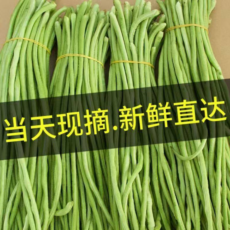 陕西新鲜豇豆长豆角克做酸豆角