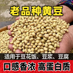 四川老品种黄豆种子农家自种黑脐大黄豆种子豆浆专用非转基因豆子