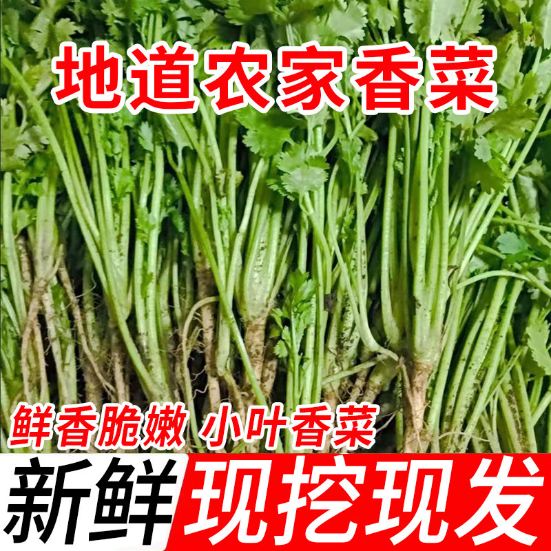四川小叶香菜新鲜蔬菜农家自种